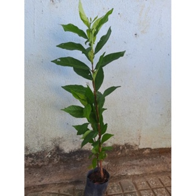 Cây sắn thuyền ươm hạt cao khoảng 50cm