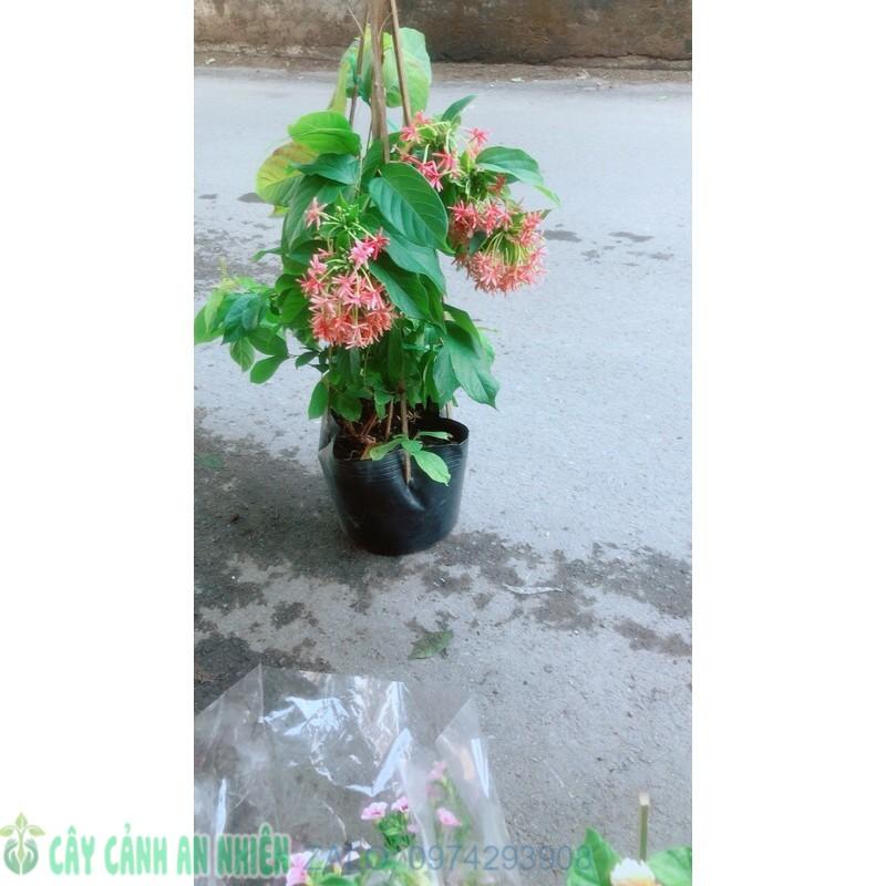 Dây Sử Quân Tử