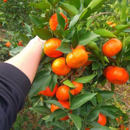 CÂY GIỐNG CAM CANH KHÔNG HẠT SIÊU NGỌT - TRỒNG chậu được,