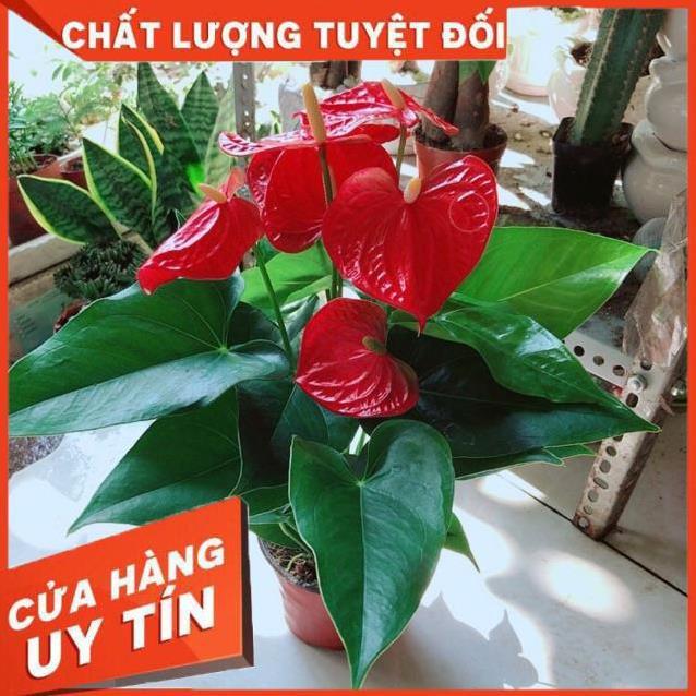 Cây Hồng Môn