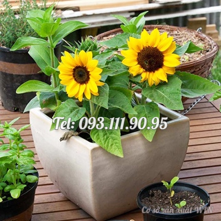 Hạt giống hoa hướng dương mini thân lùn - Bịch 10 hạt – Mã số 1287