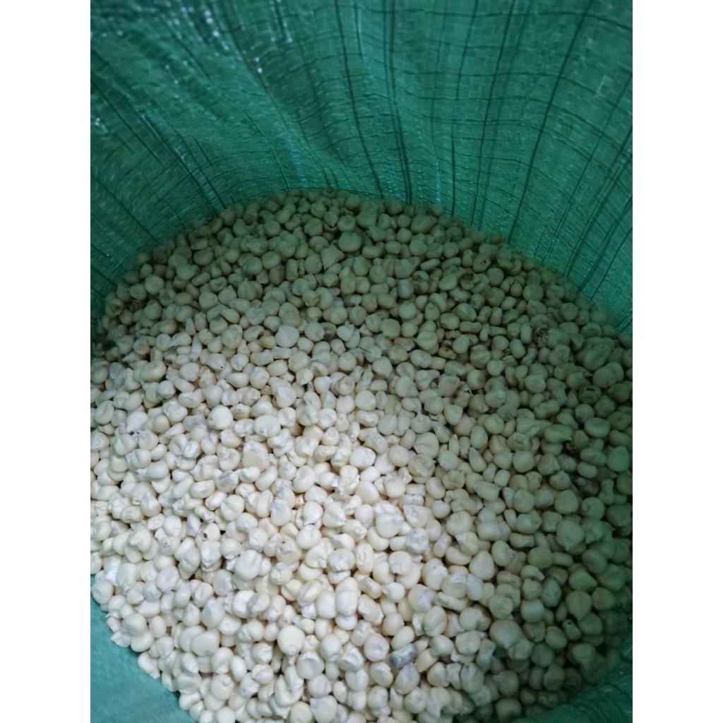 BẮP NẾP HAT 5 kg ( NGÔ NẾP)