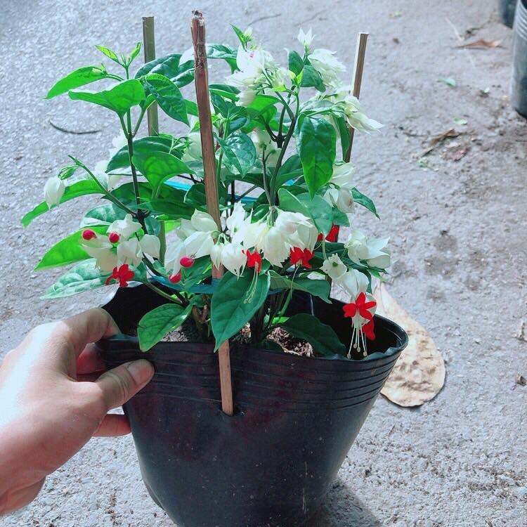 Hoa Ngọc Nữ