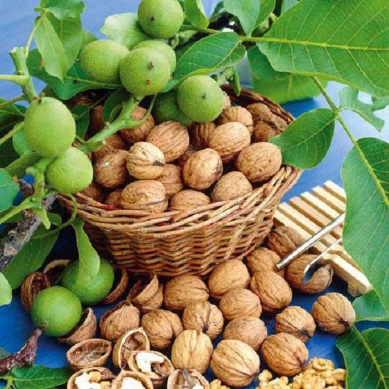 Cây giống óc chó hàng chuẩn f1