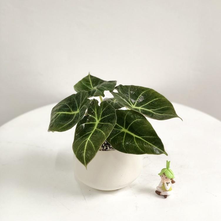 Cây Môn Nhung Đen để bàn - Cây Alocasia Black Velvet