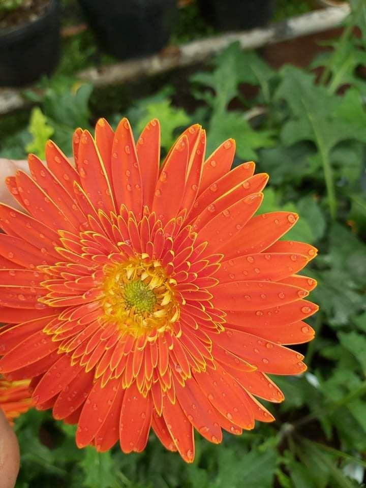 Hoa đồng tiền nguyên chậu đủ màu