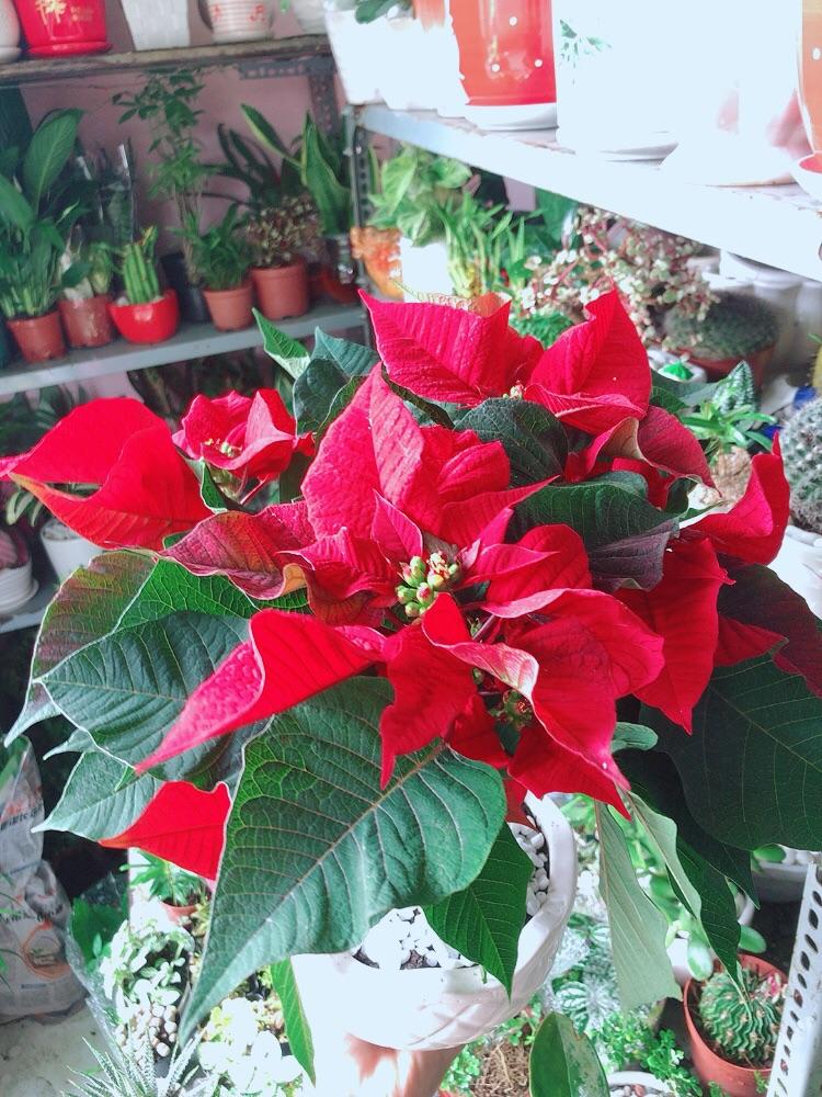 Chậu Cây Trạng Nguyên