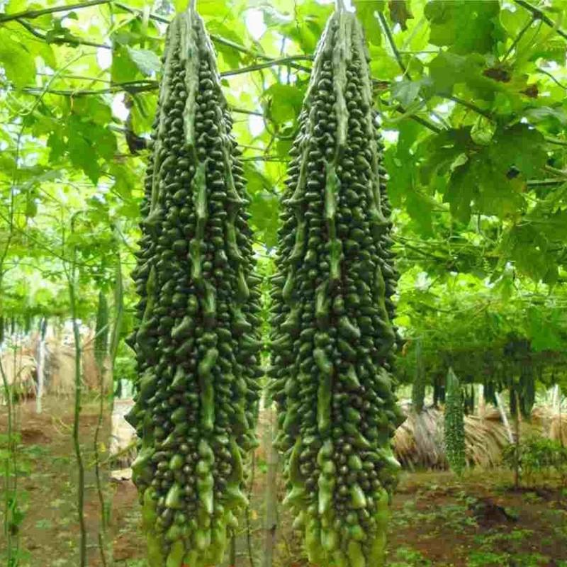 Hạt giống khổ qua gai xanh F1- 1 gói 10 hạt