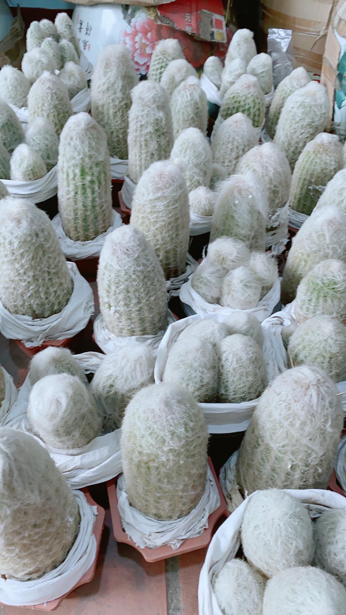 Xương Rồng Bụi