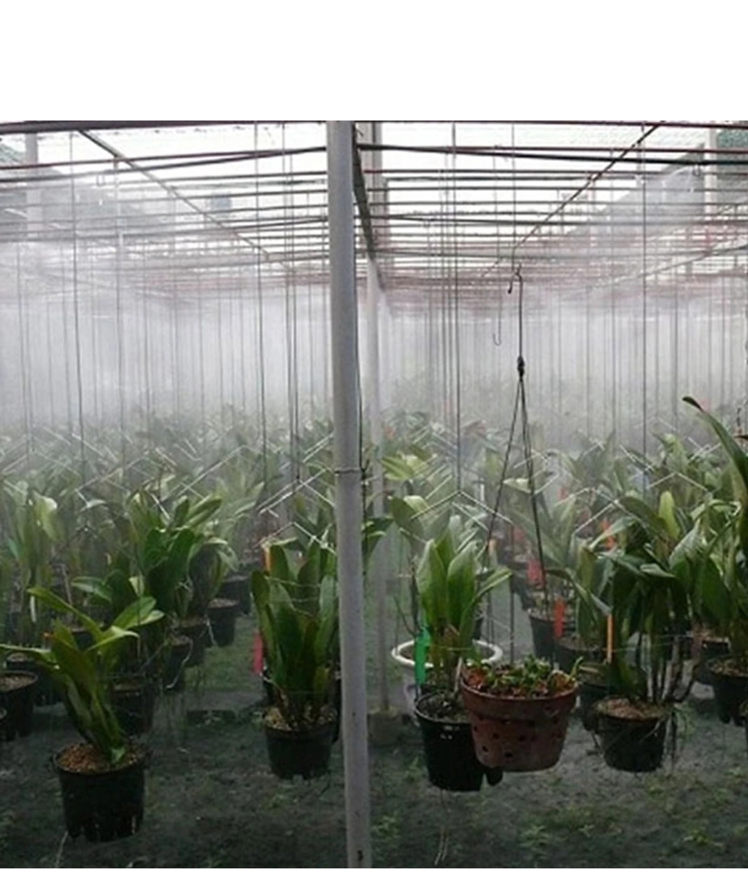 Đế gắn béc phun sương băn đồng nối nhanh- 10 cái