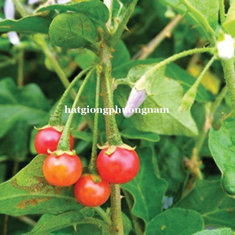 5H - HẠT GIỐNG CÀ GAI LEO