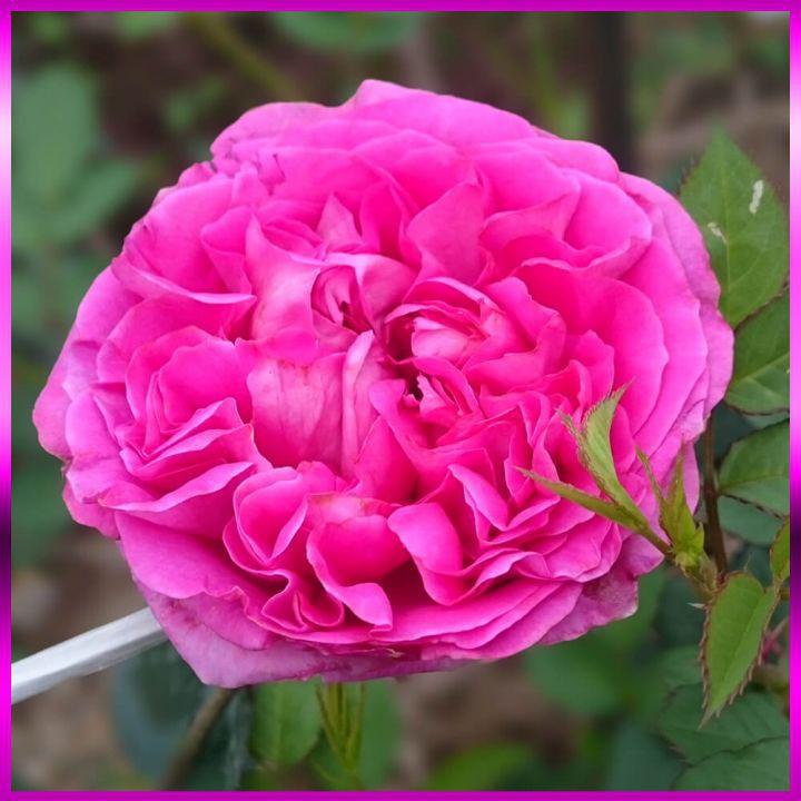 Hoa Hồng Lafont Rose- bầu to cây lớn trưởng thành