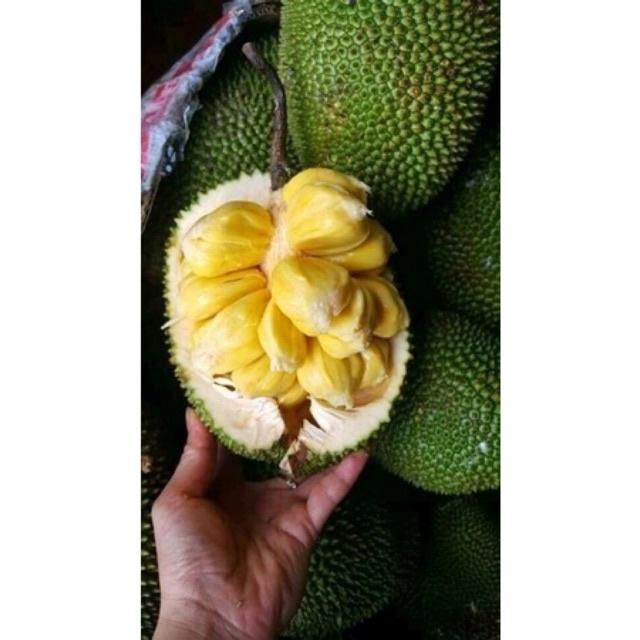 Cây giống mít tố nữ siêu trái nữ hoàng các loài mít.