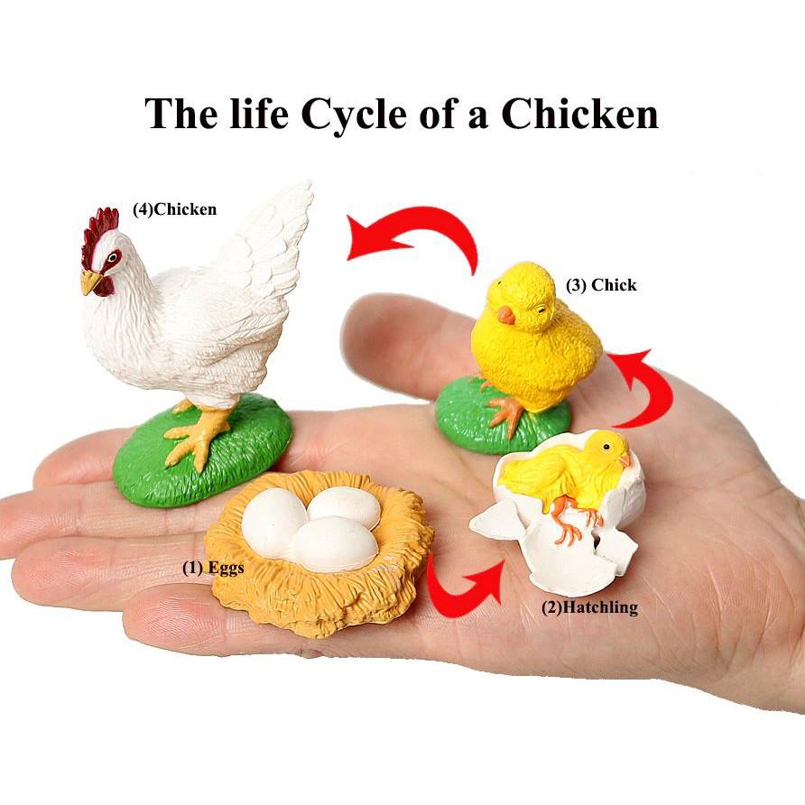 Mô hình vòng đời của gà - Chicken Life Cycle