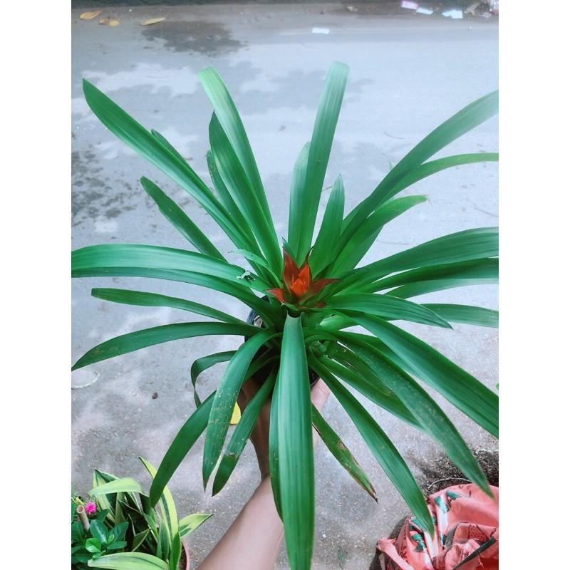 Phong Lộc Hoa
