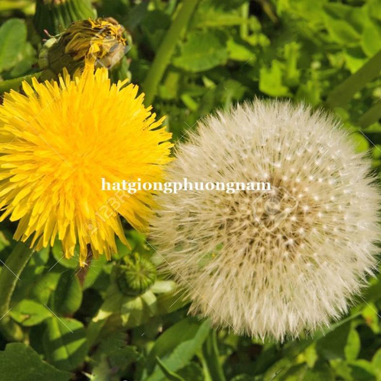 HẠT GIỐNG BỒ CÔNG ANH ITALIA