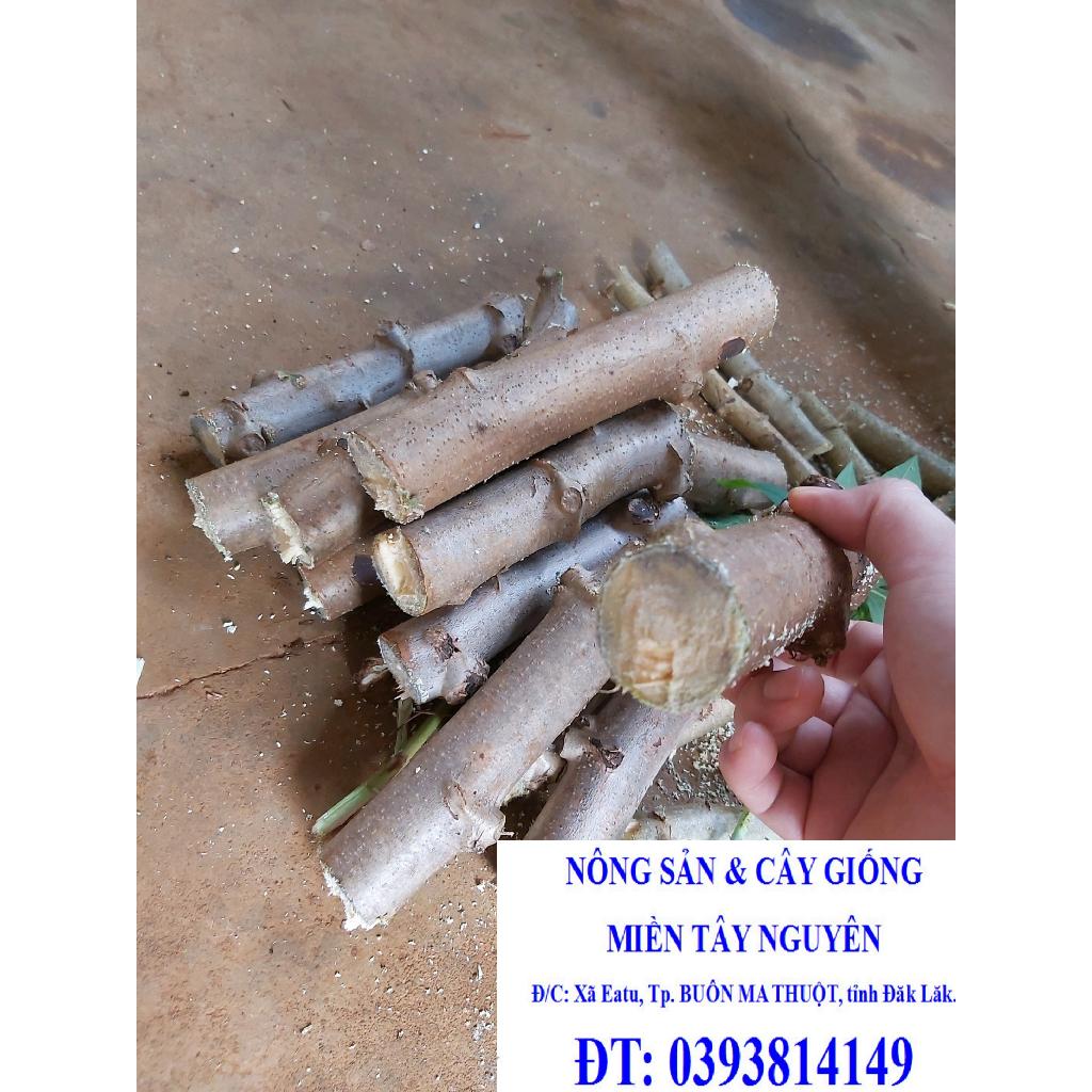 1 KG giống, Cây giống Khoai Mì ruột Vàng dẻo Thái Lan. .