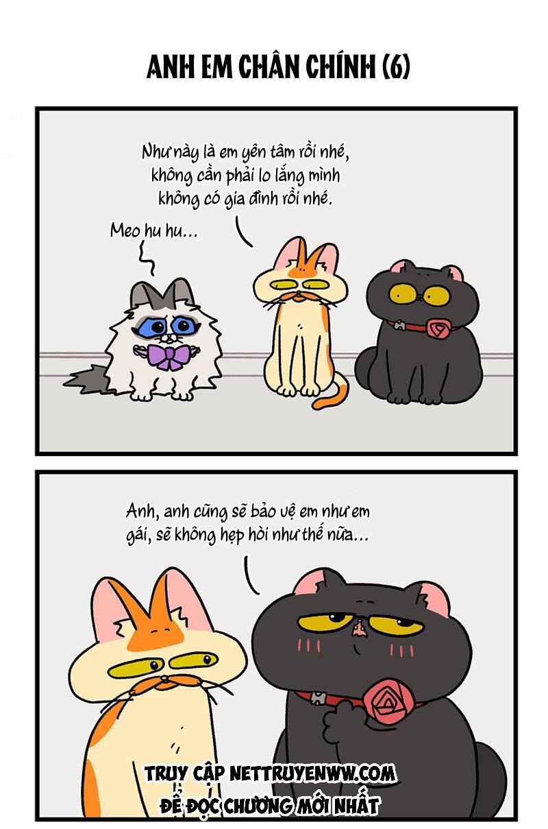 a mãn và mạch trà chapter 49.1 5