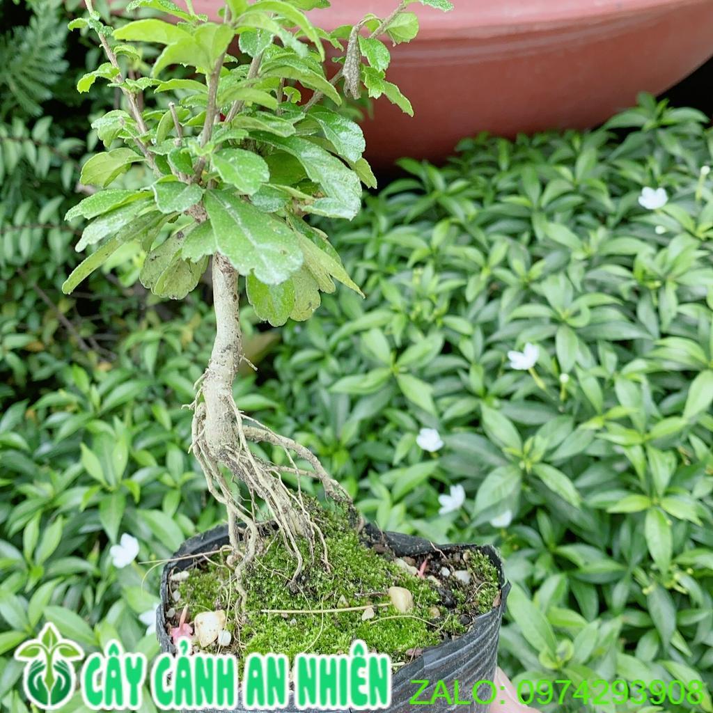 Cây Trà Phúc Kiếng