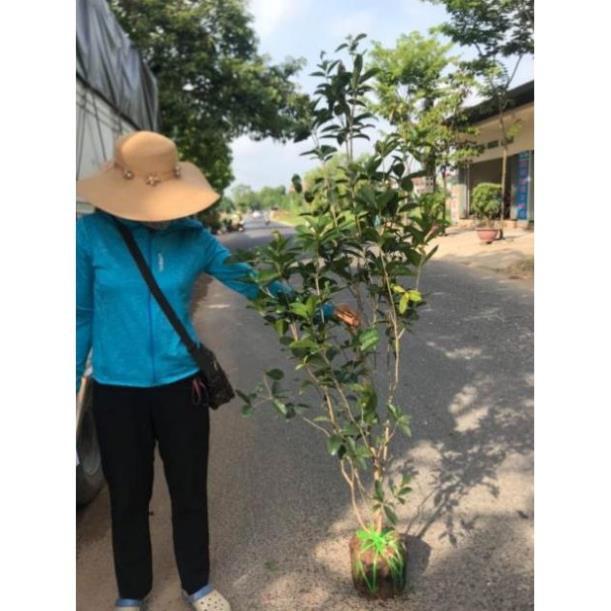 Cây hoa mộc hương thơm ngát cây khoẻ đẹp dễ trồng