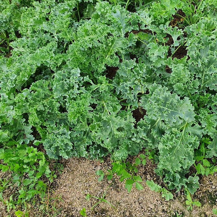 Hạt giống cải Kale Rado 686 gói 5gr - DỄ TRỒNG nhanh thu hoạch