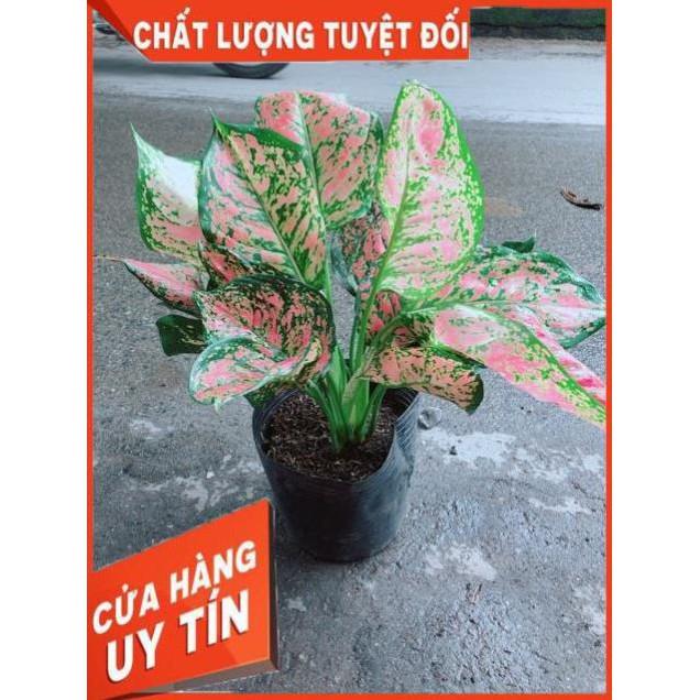 Cây Vạn Lộc