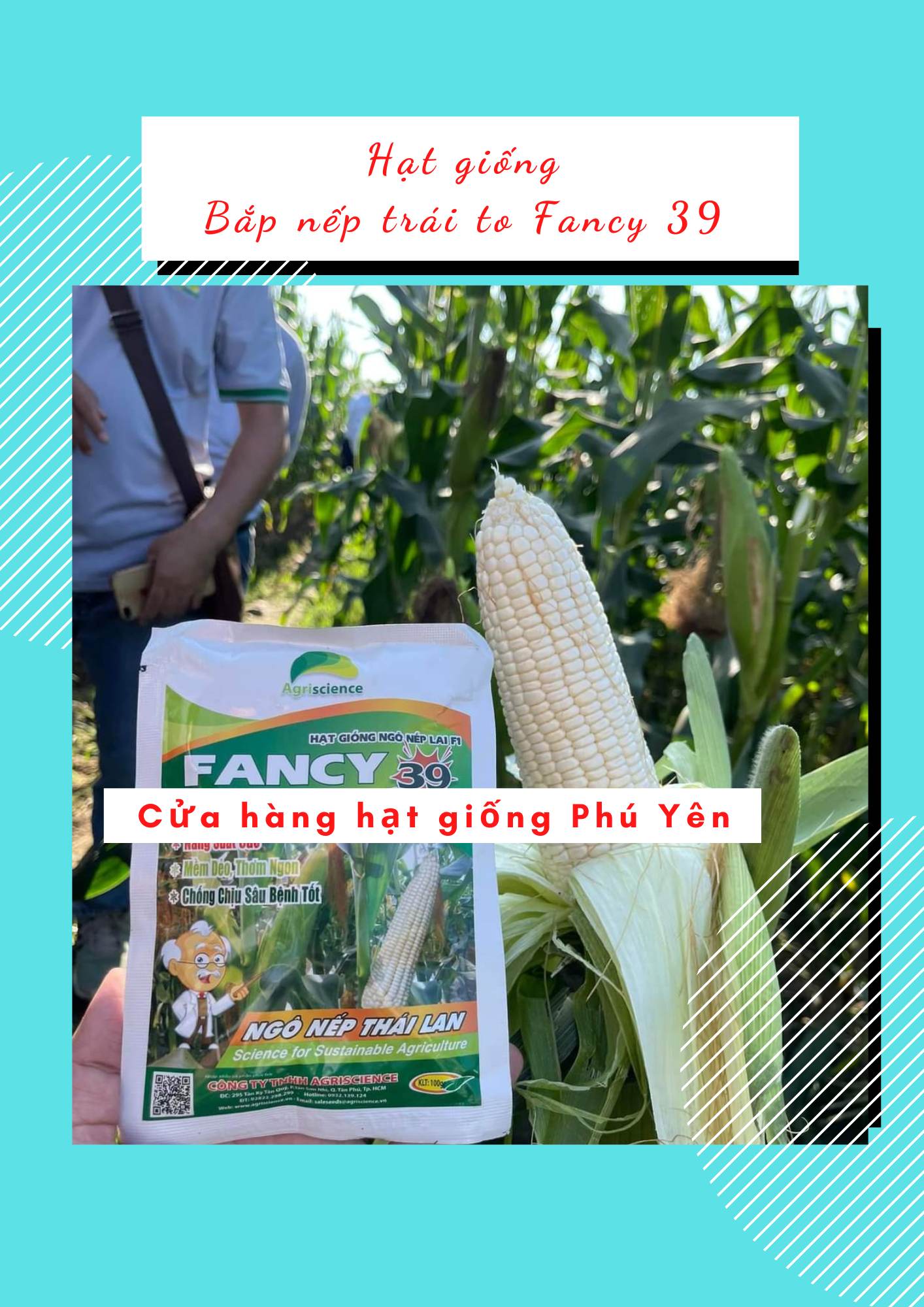 1 kg hạt giống ngô nếp Thái Lan - Fancy 39 trái to