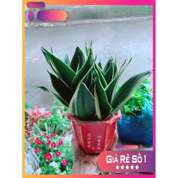 Chậu Lưỡi Hổ Thái Xanh