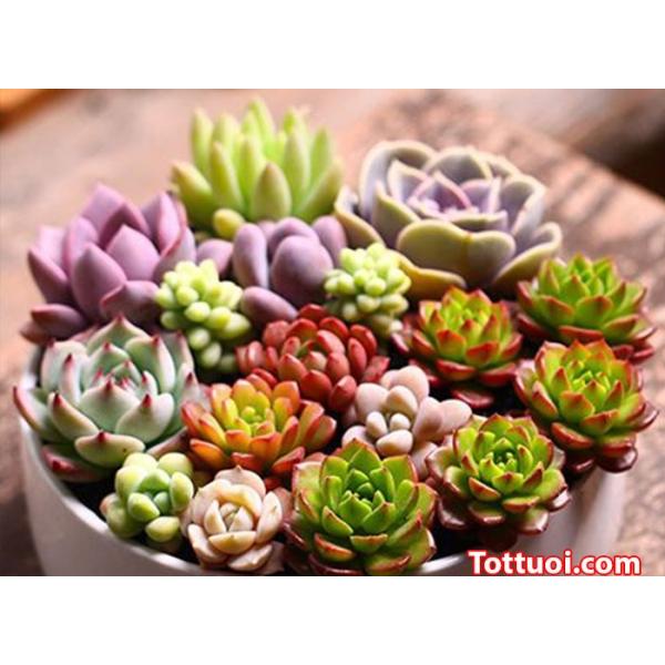 Hạt Giống Cây Sen Đá Nhiều Màu -