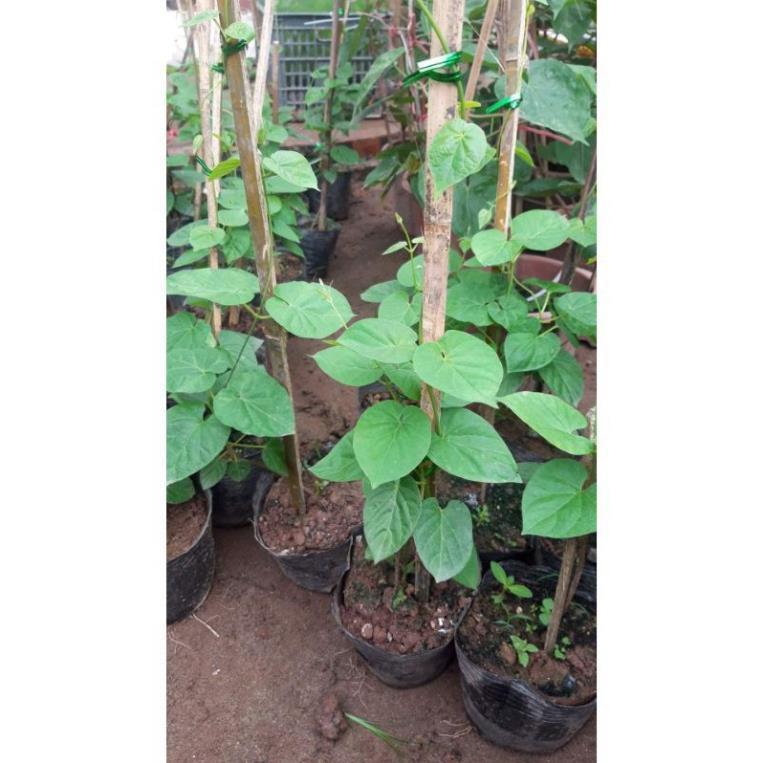 Cây giống hoa thiên lý - Cam Kết Chuẩn Giống