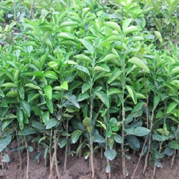 CAM CARA RUỘT ĐỎ siêu quả, ngọt mát - CÂY GIỐNG CHUẨN F1