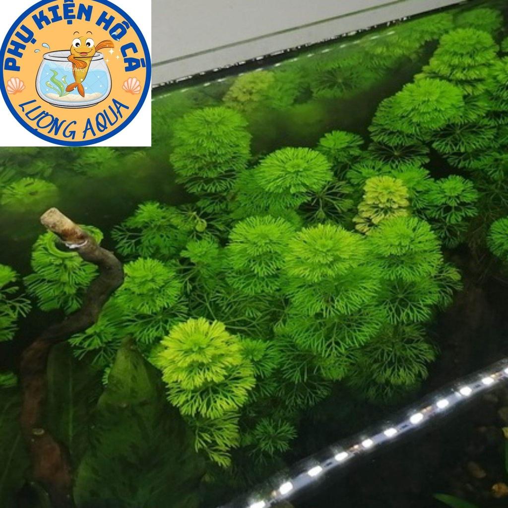 10 nhánh cây thủy sinh Tiểu bảo tháp, phụ kiện trang trí hồ cá cảnh thủy sinh hòn non bộ