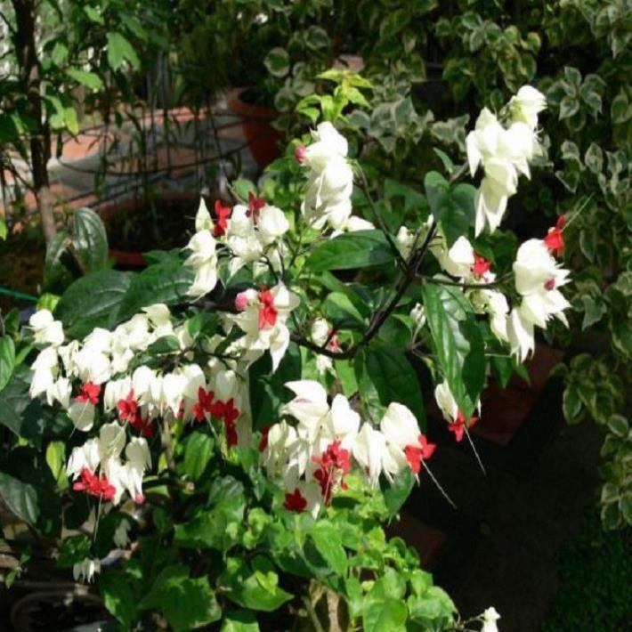 CÂY HOA NGỌC NỮ NHỎ CHUẨN GIỐNG F1