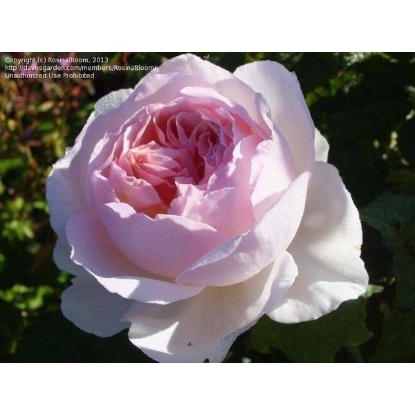 Hoa hồng ngoại SHARIFA ASMA- bầu to cây trưởng thành