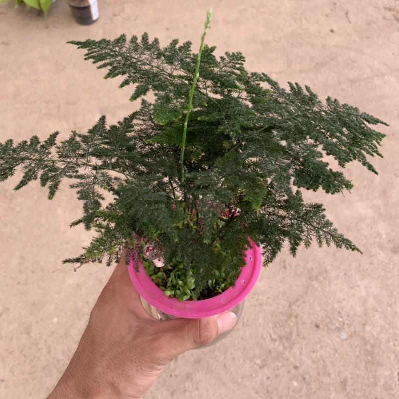 Cây thủy tùng trồng bình thủy sinh cao 25cm, bụi lá xum xuê lạ mắt ấn tượng, cây phong thuỷ để bàn và trồng nội thất