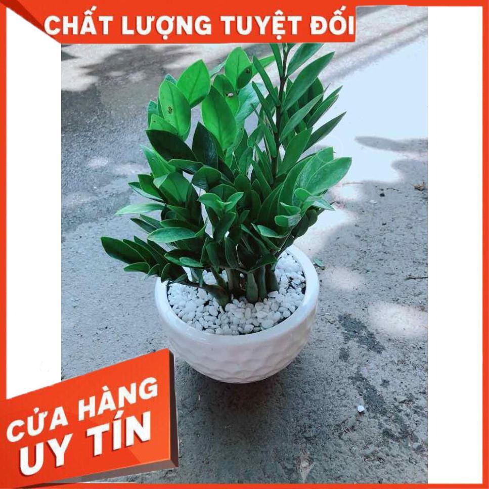 Chậu Kim Tiền Nhiều Người Mua