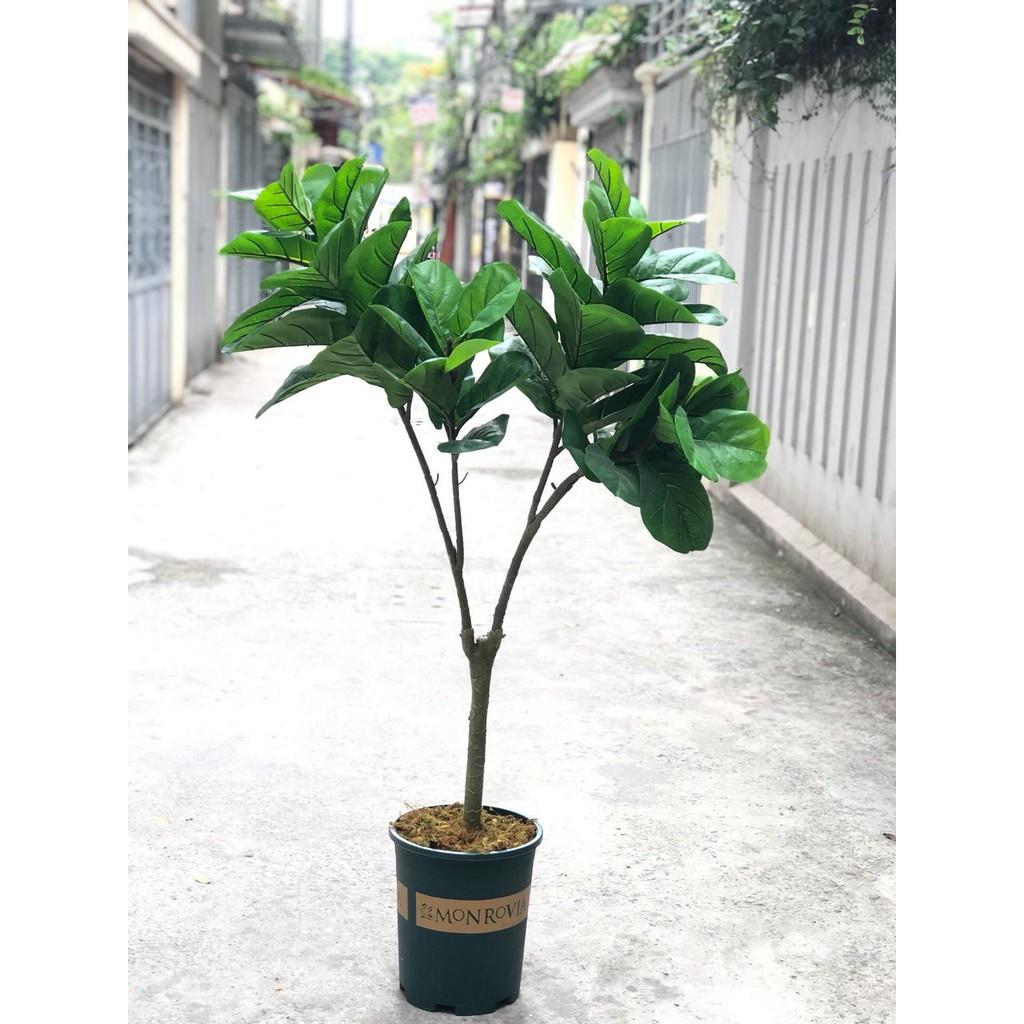 Cây bàng giả singapore Có Chậu y hình 4 nhánh