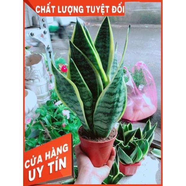 Lưỡi Hổ Cao