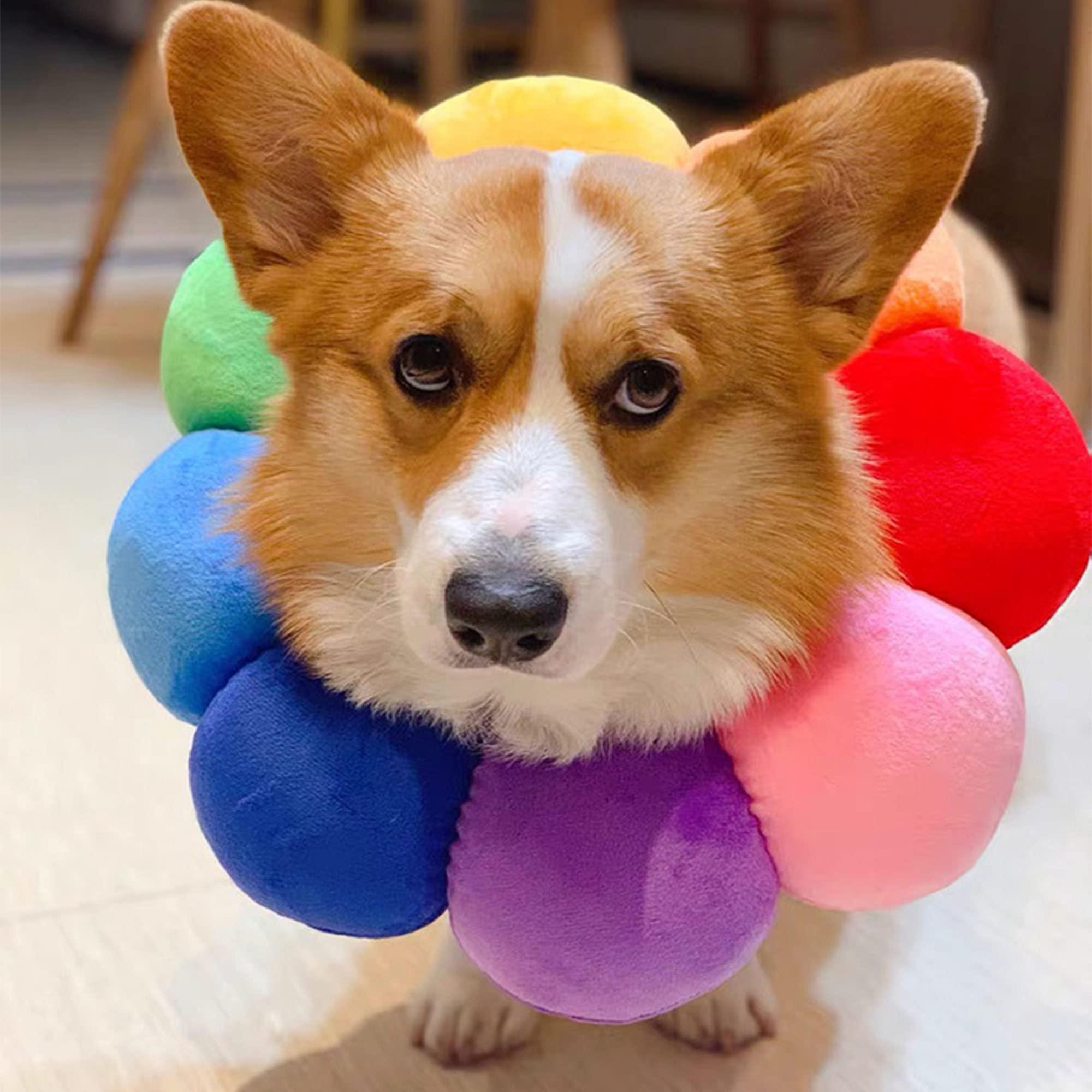 Bảo vệ rò rỉ cổ chó cho chó, chó đau bảo vệ rò rỉ chó, cổ áo mèo, chó phễu, phễu mèo, nước hoa bảo vệ mèo cho mèo, cổ áo cổ mềm