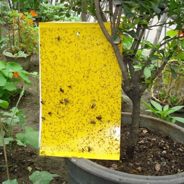 Miếng dán kích thước 33x22cm siêu dính ruồi vàng và các loại côn trùng gây hại cho cây ăn quả,cây hoa, cây ăn trái và cây hoa màu