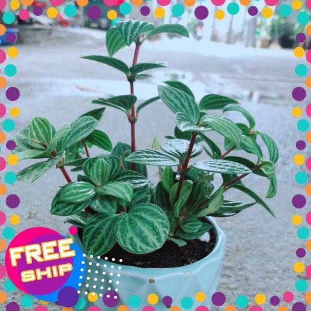 Chậu Cây Kim Cương Hột Xoàn