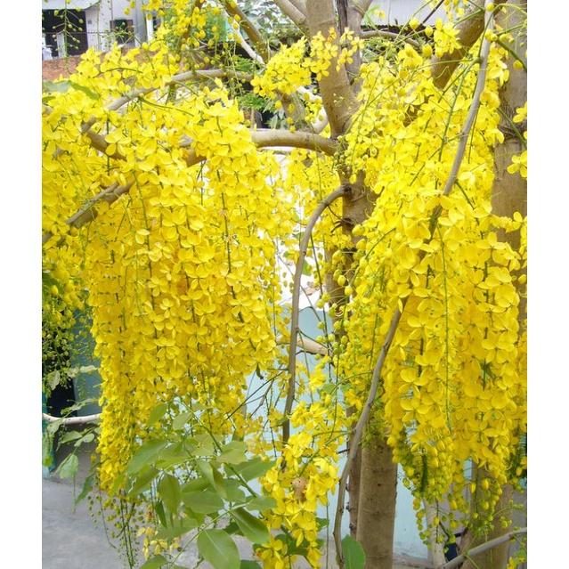 Hạt giống hoa muông hoàng yến CT34 - Gói 20 hạt