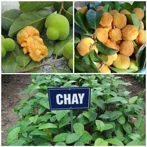 Cây chay giống+ tặng ( 0,5kg) phân thỏ hữu cơ