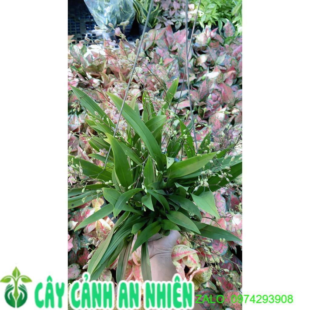 Cây Hồng Lâu Mộng