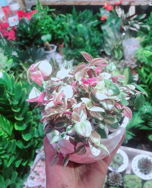 Cây Thằn Lằn Thái Kèm Chậu Sứ