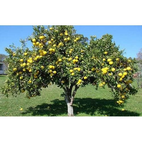 CÂY GIỐNG CÂY THỊ THƠM, QUẢ NGỌT- LOÀI CÂY VƯỢNG PHONG THỦY CHO GIA CHỦ