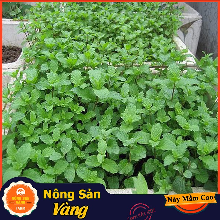 Hạt giống Cây Bạc Hà, Bạc Hà Cay Peppermint ( Gói 100 Hạt ) - Nông Sản Vàng