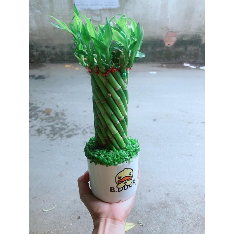 Chậu Trúc Phát Tài