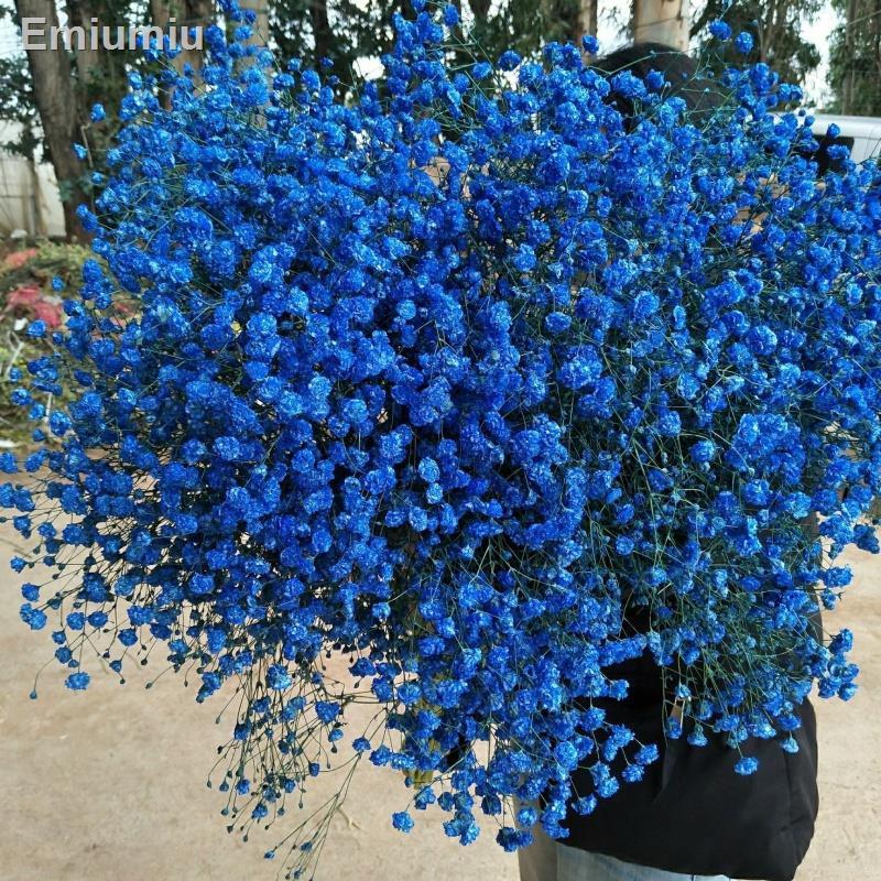 ✚Hoa gypsophila tự nhiên
