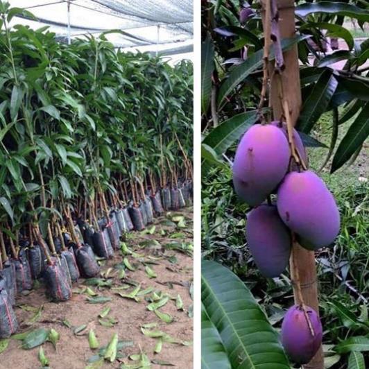 CÂY GIỐNG XOÀI TÍM SIÊU QUẢ- CAM KÊT GIỐNG CHUẨN F1 + Tặng 01 cây dâu da đất